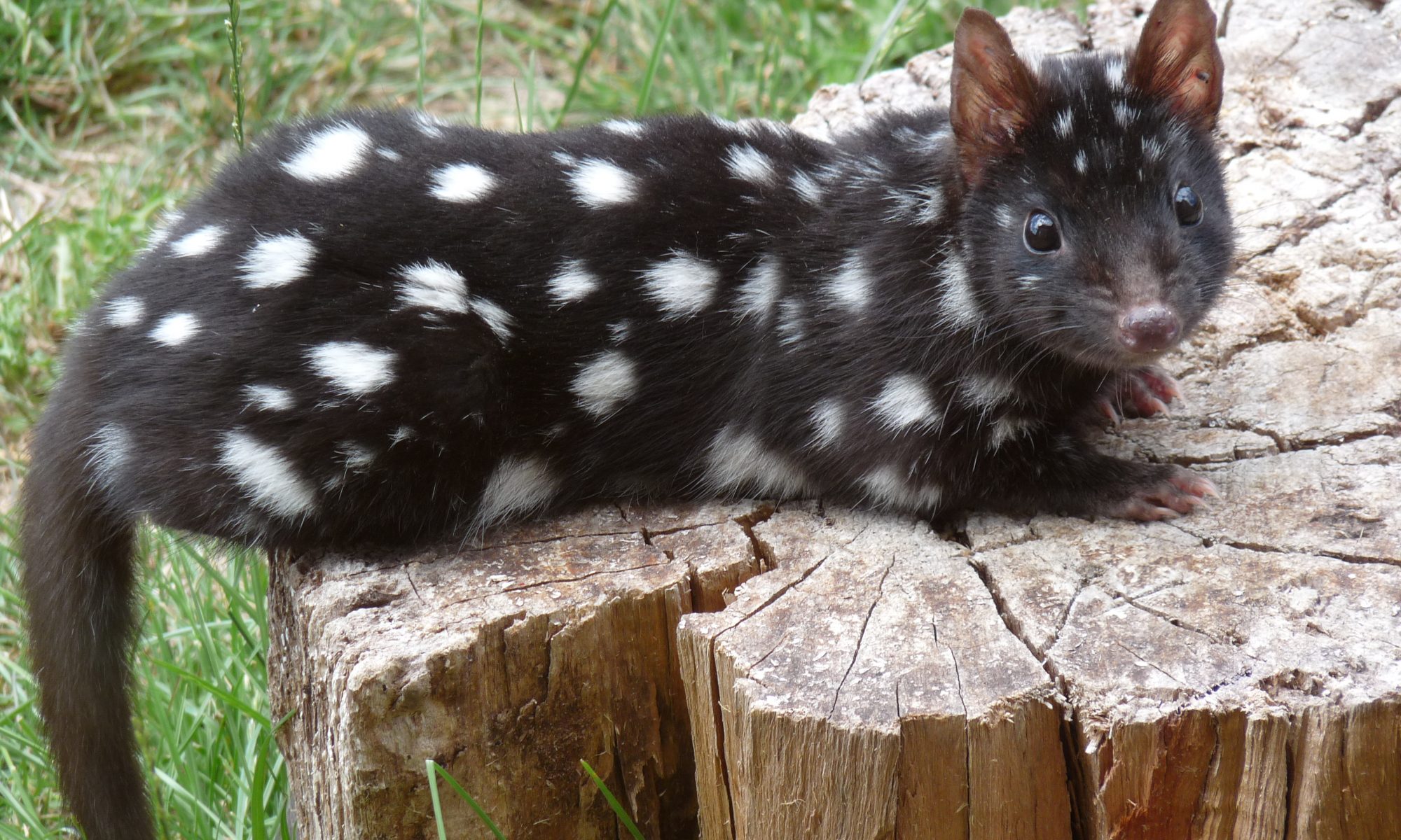 Resources Bruny Island Environment Network