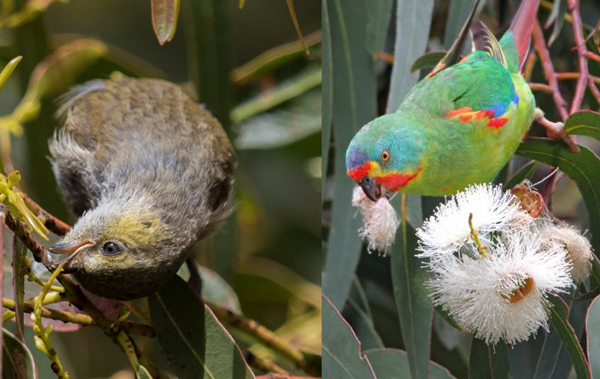 Forty spotted pardalote and Swift Parrot feeding