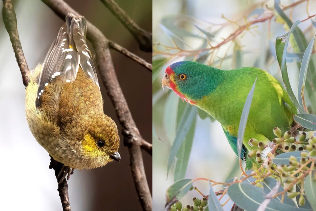40 spotted pardalote & Swift parrot