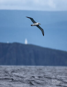 Albatross - Rod Hartvigson