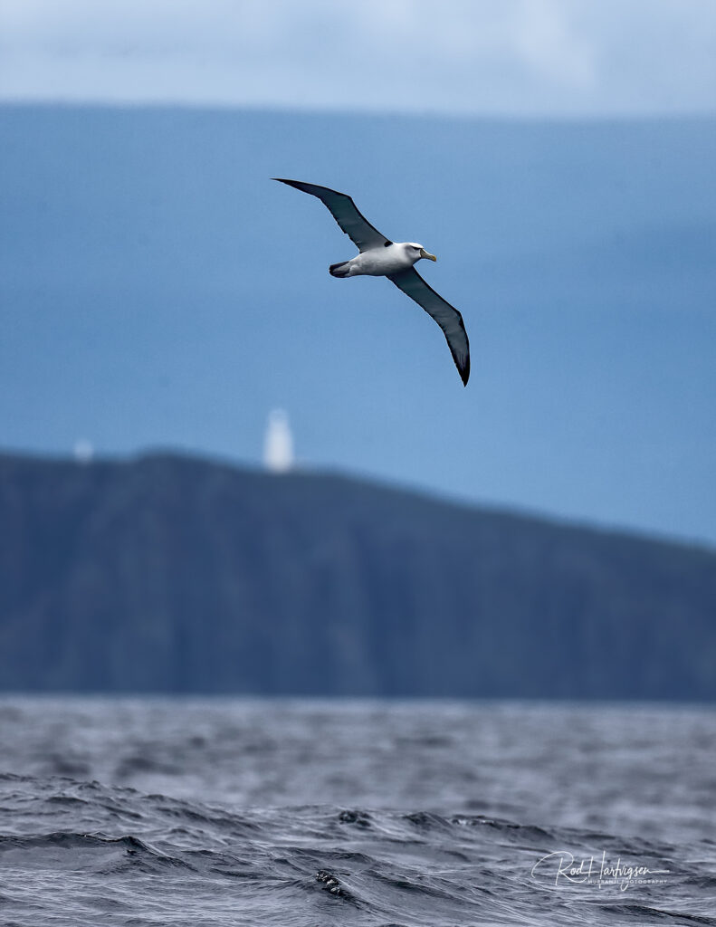 Albatross - Rod Hartvigson