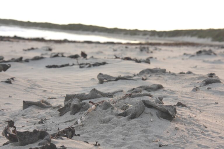 Sandy beach with seaweed