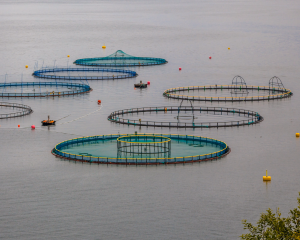 NorseFishFarm1