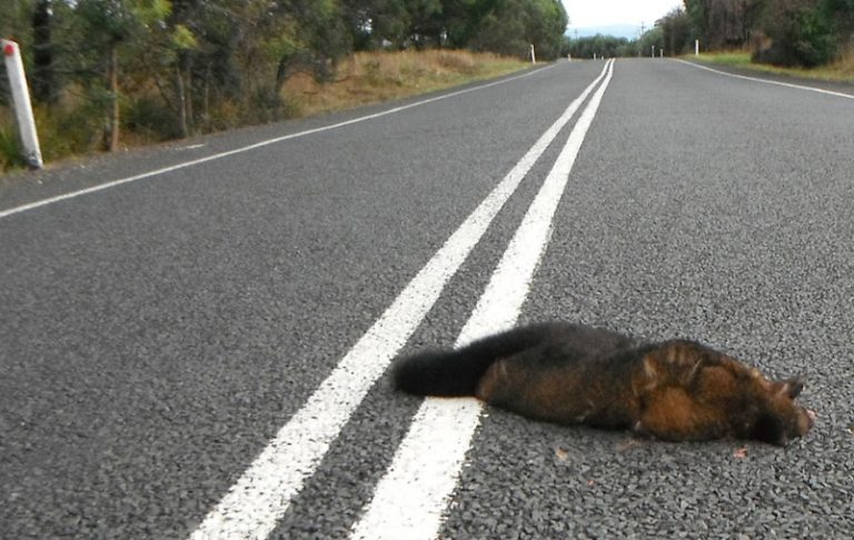 Possum killed on the road