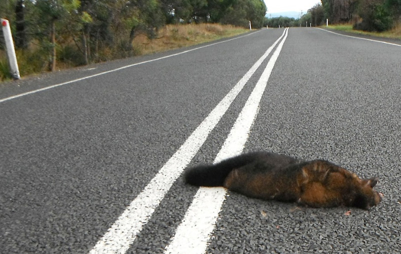 Possum killed on the road