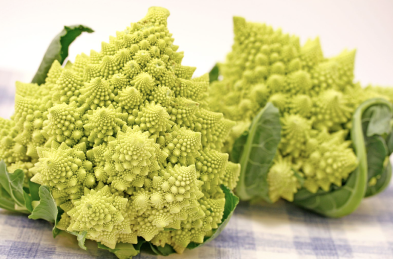Fractal nature